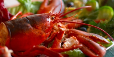 i-ile-baslayan-hayvan-isimleri…-i-harfi-ile-baslayan-hayvanlar