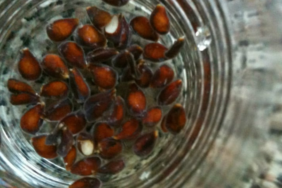 kendi-kucuk-etkisi-buyuk:-sakin-cope-atmayin!-cildi-genclestiriyor,-oksurugu-kesiyor