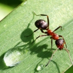 onemli-kesif:-karincalar-idrar-koklayarak-kanseri-tespit-edebiliyor