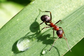 onemli-kesif:-karincalar-idrar-koklayarak-kanseri-tespit-edebiliyor