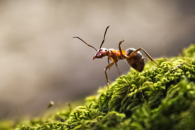 bilim-adamlarindan-cigir-acan-arastirma!-kanseri-koklayarak-tespit-edebiliyorlar
