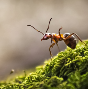 bilim-adamlarindan-cigir-acan-arastirma!-kanseri-koklayarak-tespit-edebiliyorlar