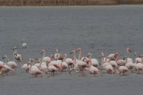 denizli’de-33-farkli-turde-29-bin-794-kus-sayildi