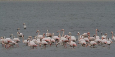 denizli’de-33-farkli-turde-29-bin-794-kus-sayildi