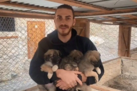 yikilan-beton-bloklarda-mahsur-kalan-yavru-kopekler,-is-makinesi-yardimiyla-kurtarildi