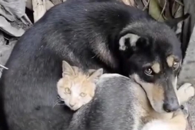 hayvanlar-7,7-ve-7,6-buyuklugundeki-depremleri-onceden-hissetti-mi?-bilim-insanlari-yanitladi