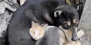 hayvanlar-7,7-ve-7,6-buyuklugundeki-depremleri-onceden-hissetti-mi?-bilim-insanlari-yanitladi