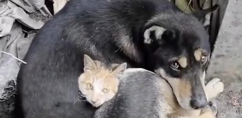 Hayvanlar 7,7 ve 7,6 büyüklüğündeki depremleri önceden hissetti mi? Bilim insanları yanıtladı