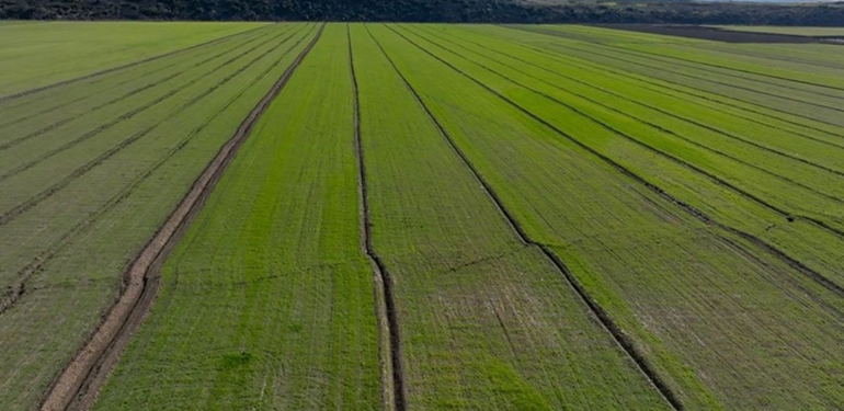 Deprem bölgesindeki rekoltede göç belirleyici olacak