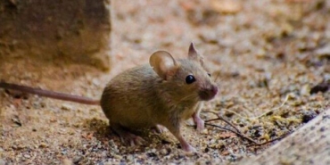 ruyada-fare-gormek-ne-anlama-gelir?-ruyada-siyah,-beyaz-fare-oldurmeye-calismak-neye-isarettir?