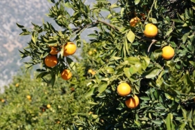 deprem-bolgesinde-hasat-uyarisi