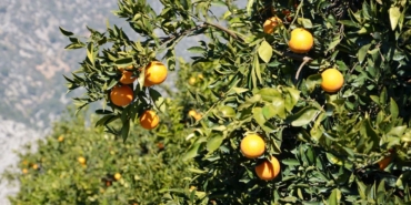 deprem-bolgesinde-hasat-uyarisi