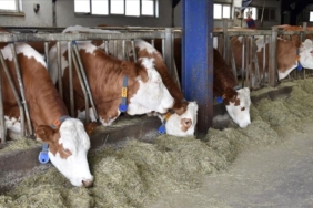 sap-hastaligi-alarmi-|-bakan-kirisci:-buyukbas-hayvanlarin-tamamini-asilamamiz-gerekiyor