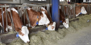 sap-hastaligi-alarmi-|-bakan-kirisci:-buyukbas-hayvanlarin-tamamini-asilamamiz-gerekiyor