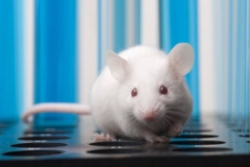 iki-erkek-fareden-yavru-uretildi