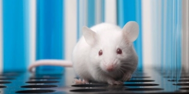 iki-erkek-fareden-yavru-uretildi