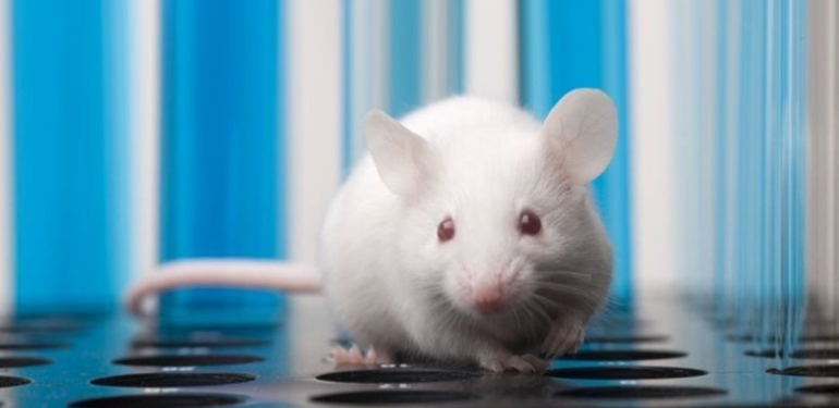 İki erkek fareden yavru üretildi