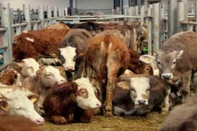 sap-hastaligi-yedigimiz-etten-insana-gecer-mi?-sap-hastaligi-icilen-sutten-bulasir-mi?