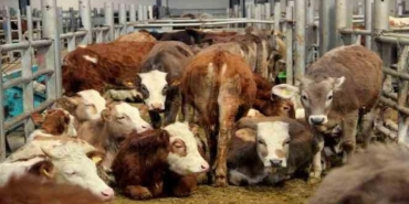 sap-hastaligi-yedigimiz-etten-insana-gecer-mi?-sap-hastaligi-icilen-sutten-bulasir-mi?