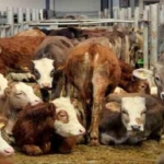 sap-hastaligi-hangi-illerde-goruldu?-koyler-karantinaya-alindi!-sat-2-virusu-nedir?-zonguldak'ta-sap-virusu-alarmi!