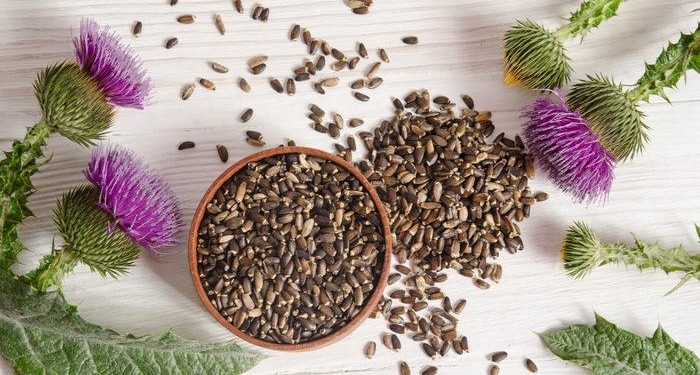 Şevketibostan otu faydaları ve zararları nelerdir, nelere iyi gelir? Şevketibostan otu nasıl toplanır ve temizlenir?