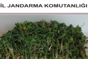 adana’da-106-kok-kenevir-bitkisi-ele-gecirildi