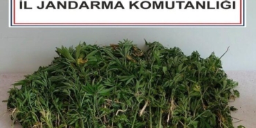 adana’da-106-kok-kenevir-bitkisi-ele-gecirildi