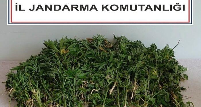 Adana’da 106 kök kenevir bitkisi ele geçirildi