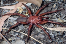 avustralya’da-yeni-orumcek-turu-kesfedildi:-onlarca-yil-hayatta-kaliyor