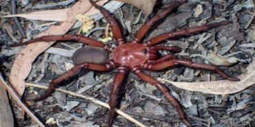 avustralya’da-yeni-orumcek-turu-kesfedildi:-onlarca-yil-hayatta-kaliyor