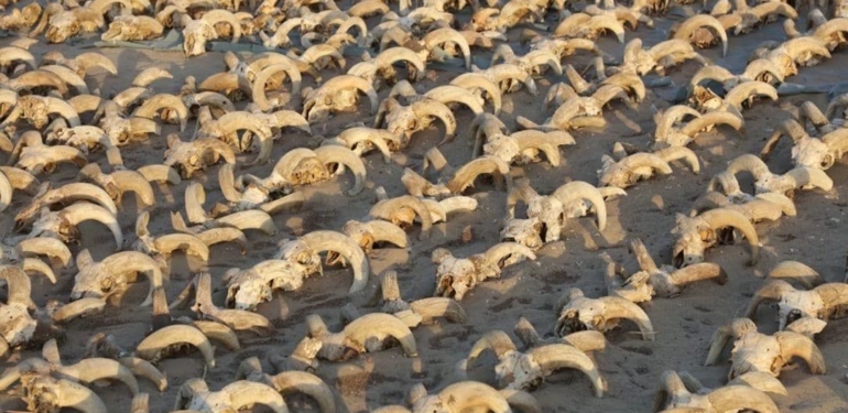 Mısır’ın güneyindeki tapınakta 2 bin mumyalanmış koç başı bulundu