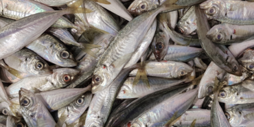 almadan-once-tekrar-dusunun!-balik-yerine-plastik-yiyor-olabilirsiniz