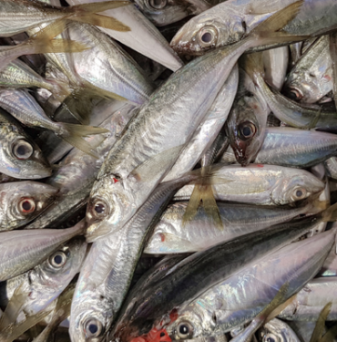 almadan-once-tekrar-dusunun!-balik-yerine-plastik-yiyor-olabilirsiniz