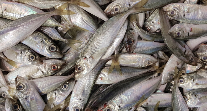 Almadan önce tekrar düşünün! Balık yerine plastik yiyor olabilirsiniz