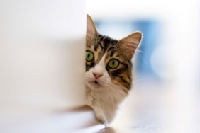 evcil-hayvanlar-“super-bakteriler”i-sahibine-tasiyor:-yilda-700-bin-kisi-hayatini-kaybediyor