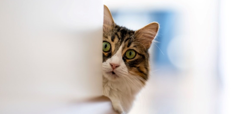 Evcil hayvanlar “süper bakteriler”i sahibine taşıyor: Yılda 700 bin kişi hayatını kaybediyor