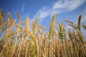 iki-ulkeden-ukrayna-tahilina-yasak