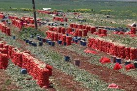 soganda-hasat-suruyor:-17-20-liraya-dusus-beklentisi