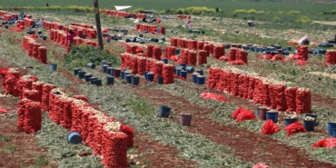 soganda-hasat-suruyor:-17-20-liraya-dusus-beklentisi