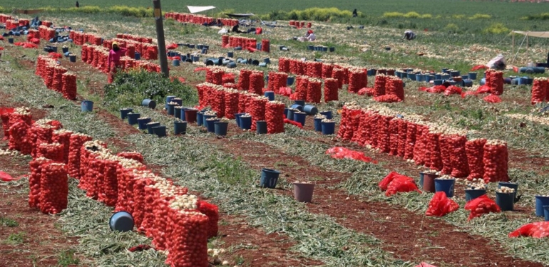 Soğanda hasat sürüyor: 17-20 liraya düşüş beklentisi
