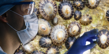 deniz-salyangozundan-antikanser-ozellikli-dogal-ilac-urettiler!-kanserden-hipertansiyona-kadar-bircok-hastaliga-sifa-olabilir