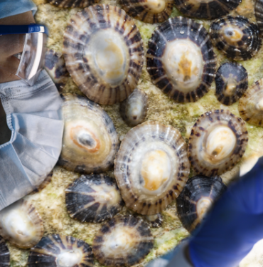 deniz-salyangozundan-antikanser-ozellikli-dogal-ilac-urettiler!-kanserden-hipertansiyona-kadar-bircok-hastaliga-sifa-olabilir