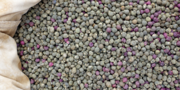 etten-daha-fazla-protein-iceriyor!-magnezyum-deposu-bu-besin-diz-agrilarini-aninda-geciriyor