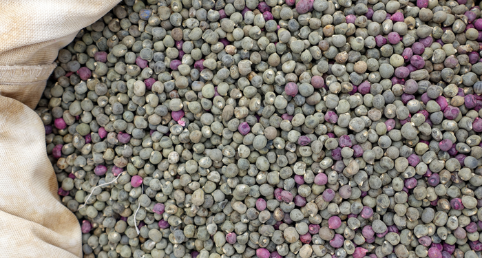 etten-daha-fazla-protein-iceriyor!-magnezyum-deposu-bu-besin-diz-agrilarini-aninda-geciriyor