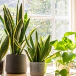 arastirma:-bitkiler-de-ses-cikartiyor