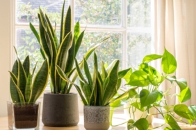 arastirma:-bitkiler-de-ses-cikartiyor