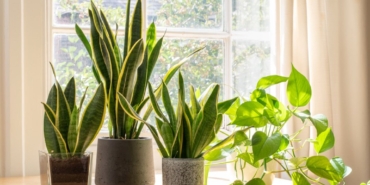 arastirma:-bitkiler-de-ses-cikartiyor