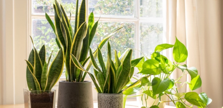 Araştırma: Bitkiler de ses çıkartıyor