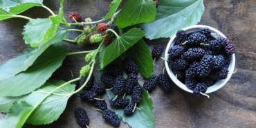 dut-yapraginin-faydalari-nelerdir,-neye-iyi-gelir?-dut-yapragi-ne-ise-yarar,-nasil-saklanir?