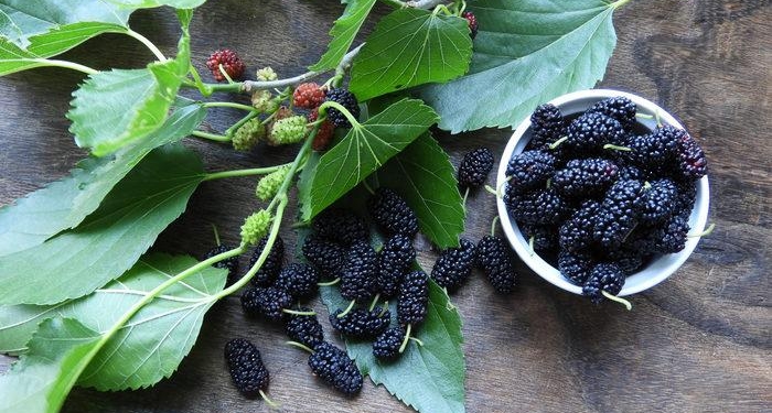 dut-yapraginin-faydalari-nelerdir,-neye-iyi-gelir?-dut-yapragi-ne-ise-yarar,-nasil-saklanir?